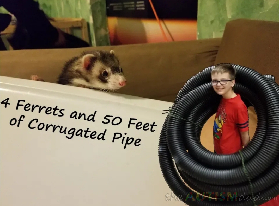 4 Ferrets and 50 Feet of Corrugated Pipe
