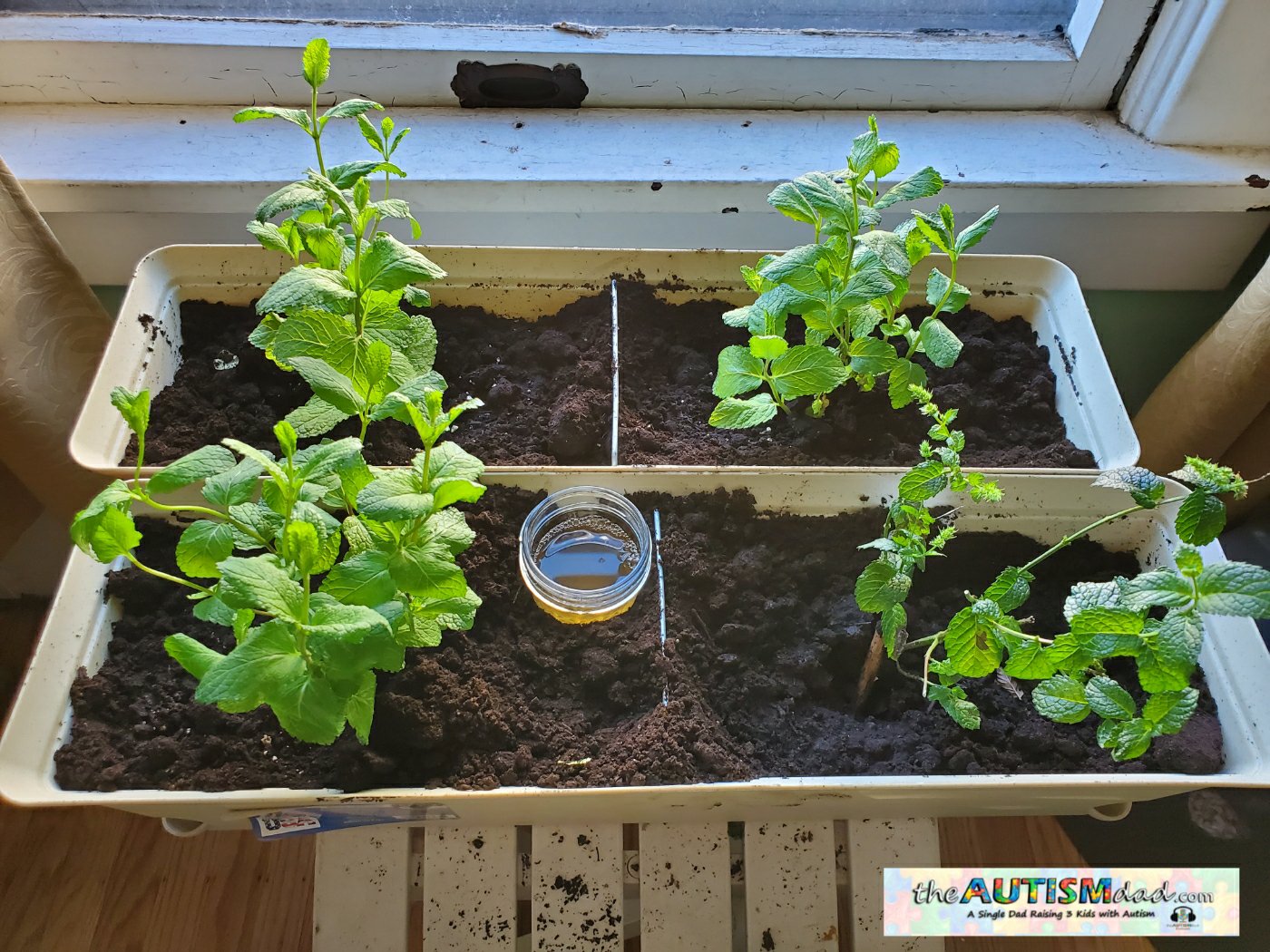 A fun little project my kids and I are doing over the winter