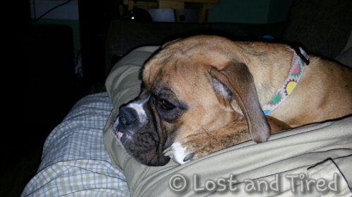 Annoying but still sweet