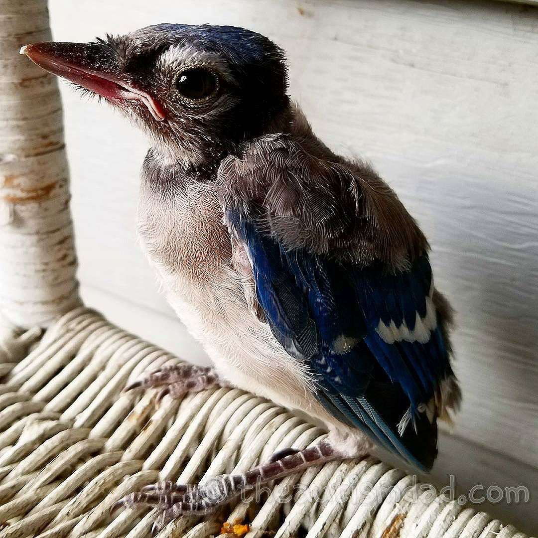 Another picture of the baby Bluejay from yesterday (Photography)