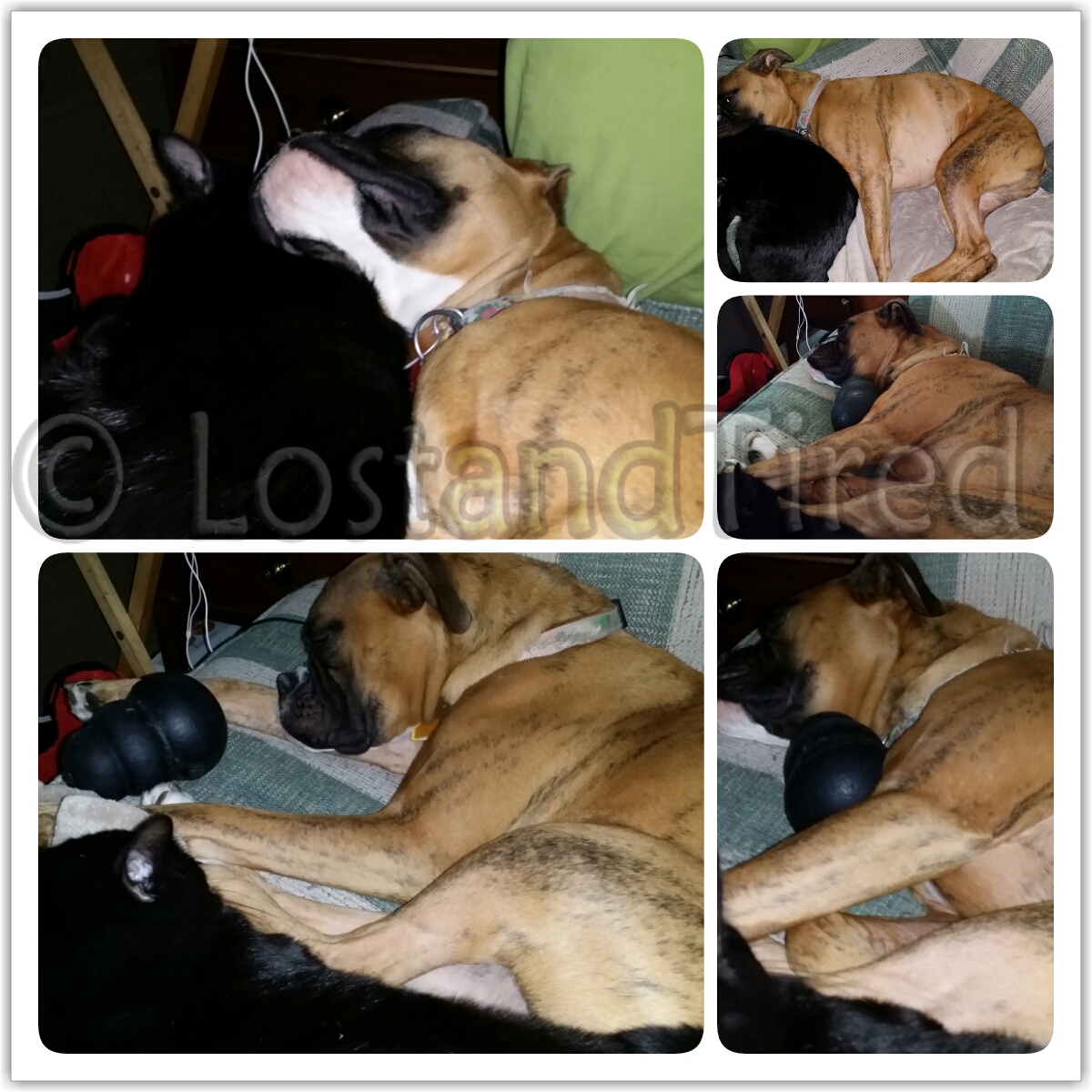 Does your child with #Autism have a pet?