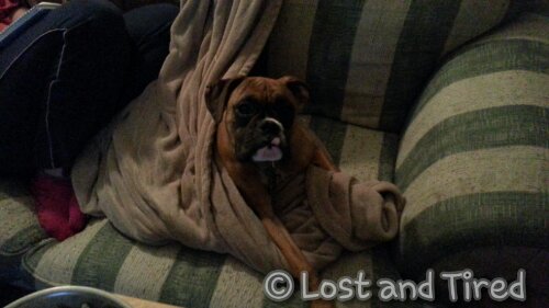 Everyone loves an electric blanket