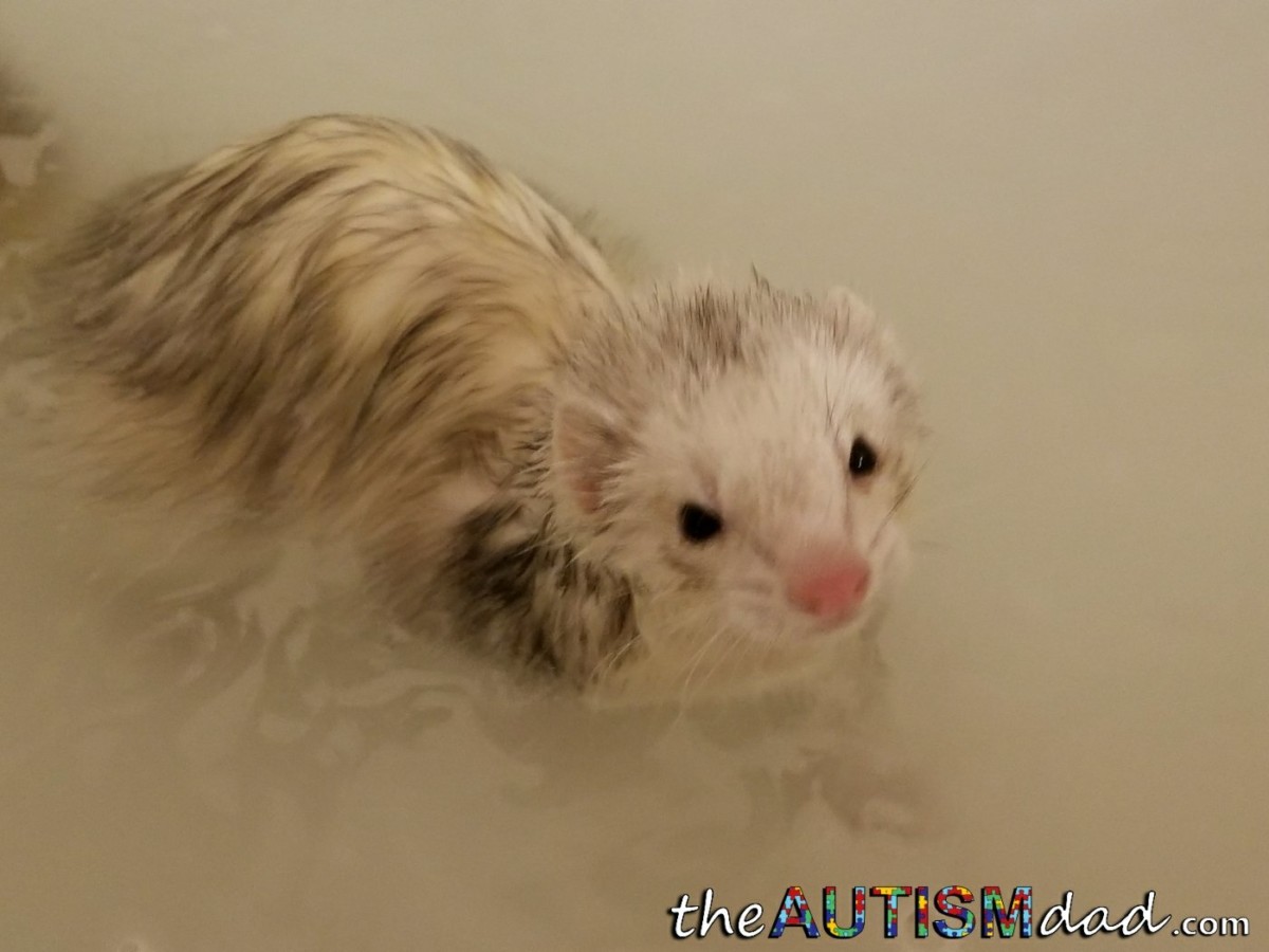 Have you ever bathed a ferret?