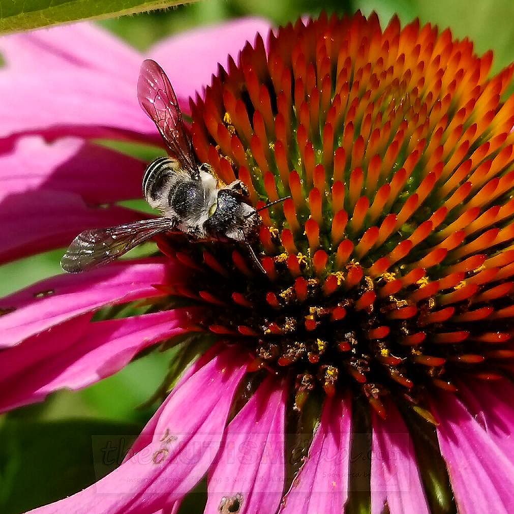 I love taking pictures of bees on flowers (Photography)