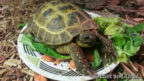 Is anyone in your house easy to please?