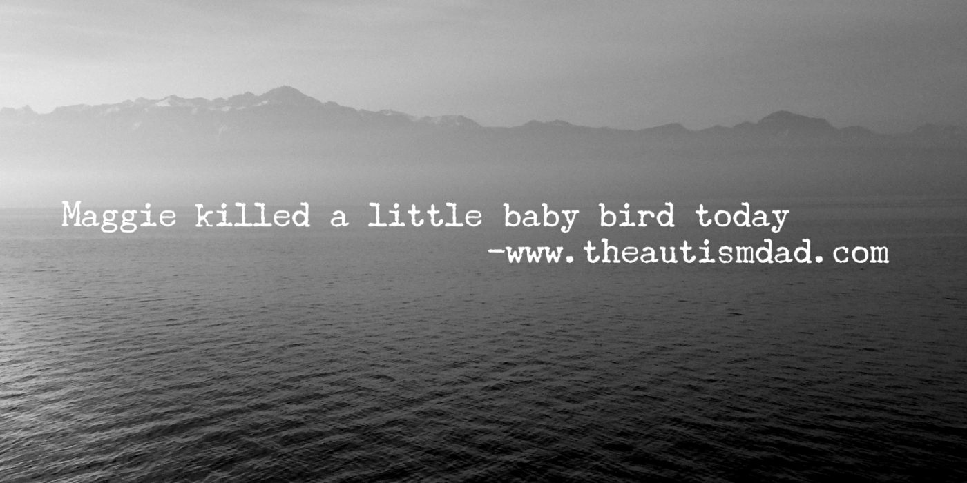 Maggie killed a little baby bird today