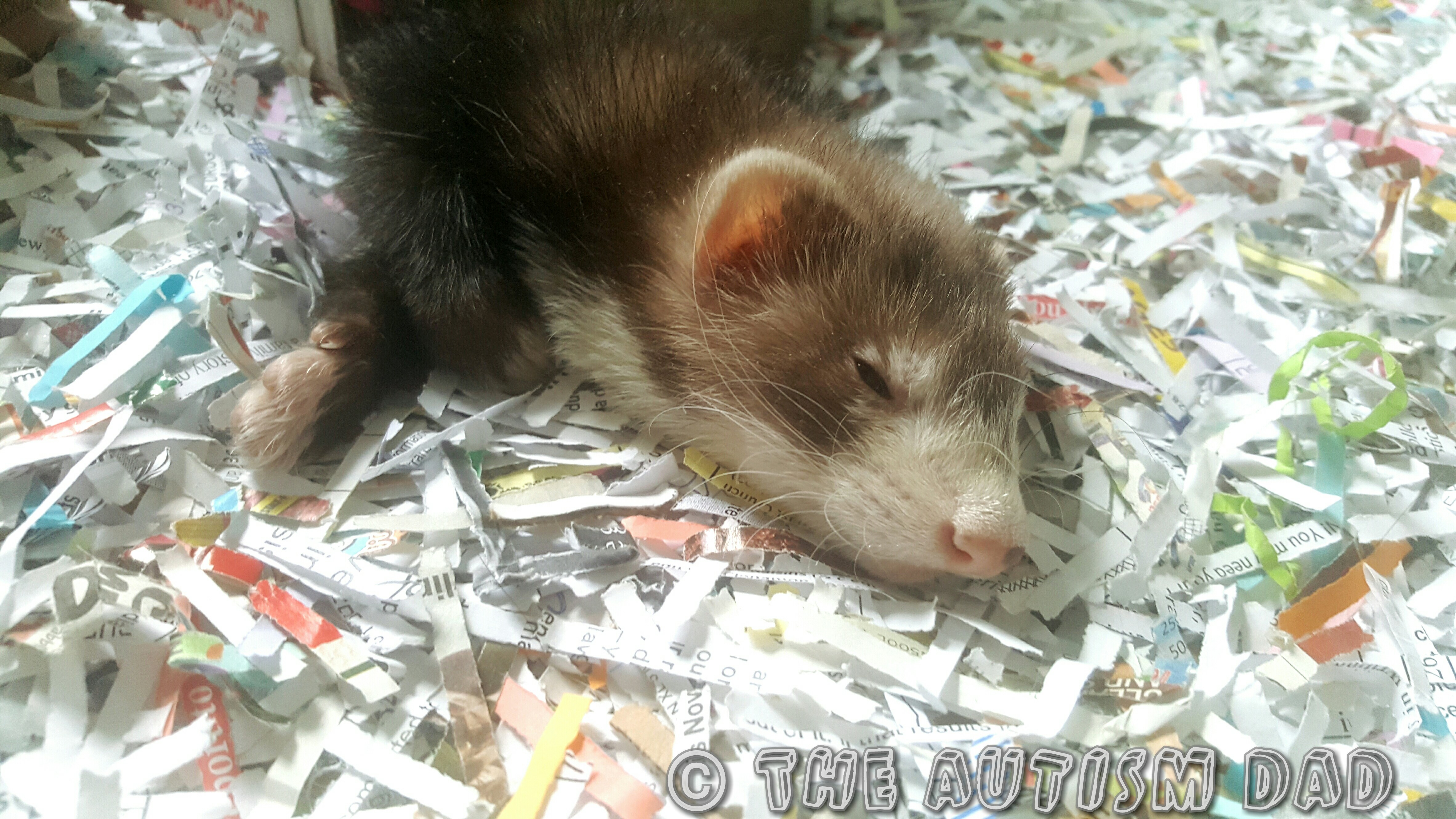 Meet the ferrets helping my kids with #Autism