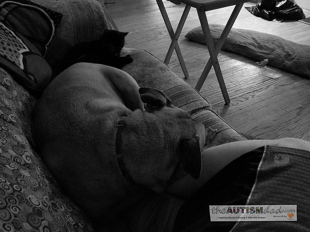 My pit bull viciously attacking my leg proves stereotype