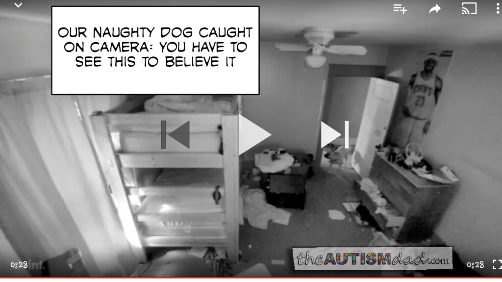 Our Naughty Dog Caught On Camera: You have to see this to believe it (@vivinthome)