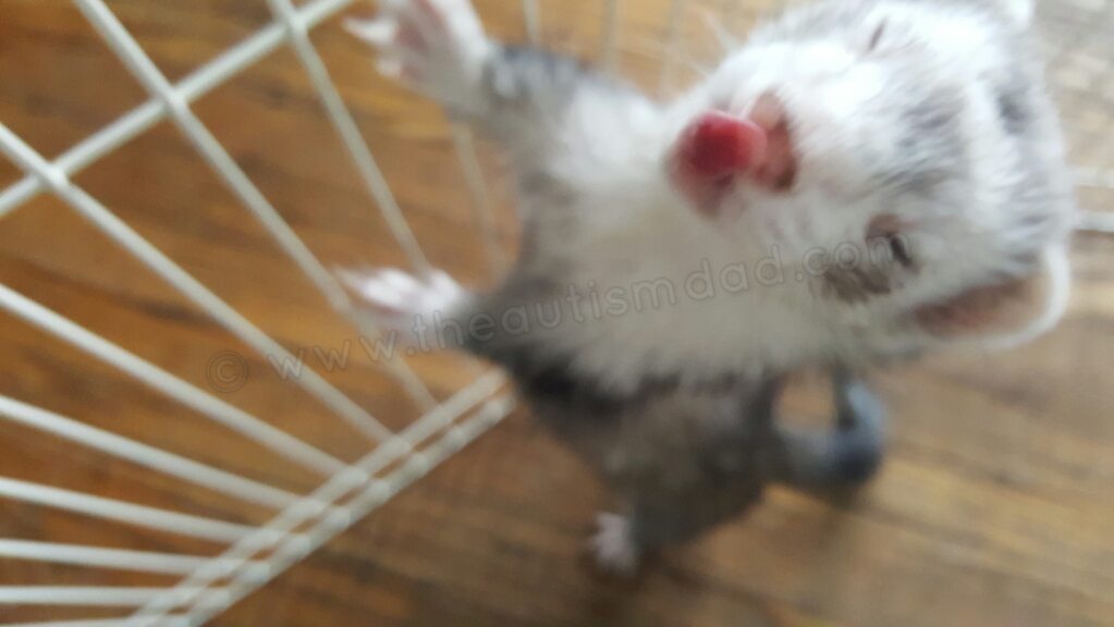 Pictures from our ferret adventures this weekend