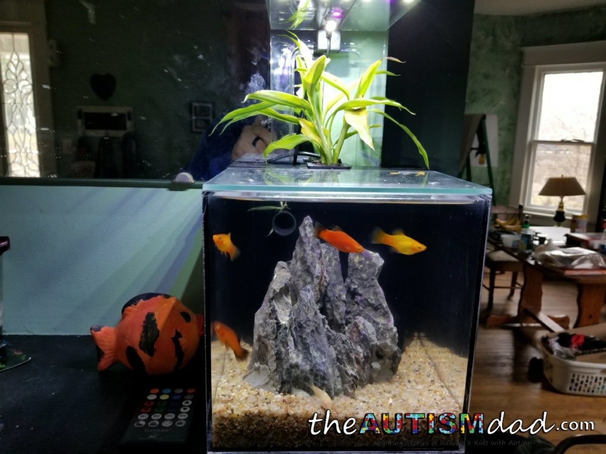 Review: Is the EcoQube C a great project for kids with #Autism? (@DesignADI)