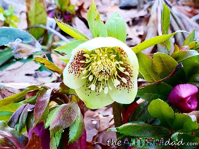 Spring has officially arrived at the Canton Garden Center