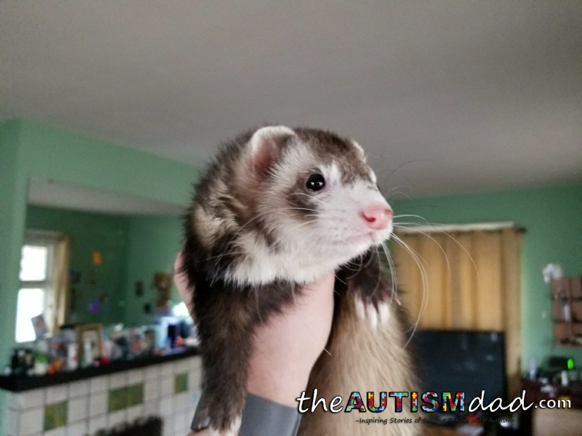 Super Adorable Pictures of Our Furbabies