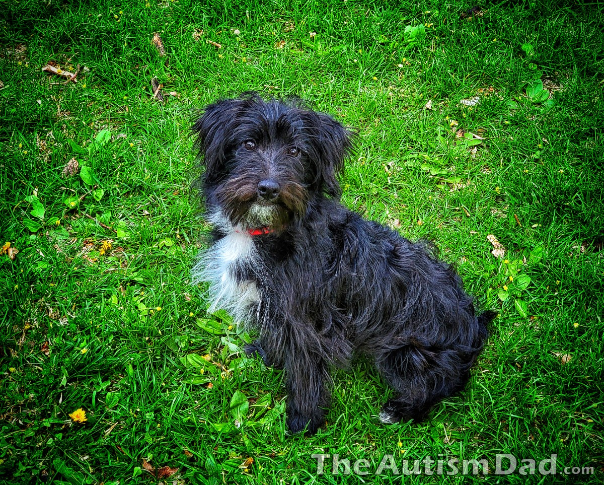 Thank you Lauren Holly helping name our new dog