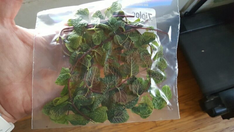 The boys and I are growing fresh mint at home