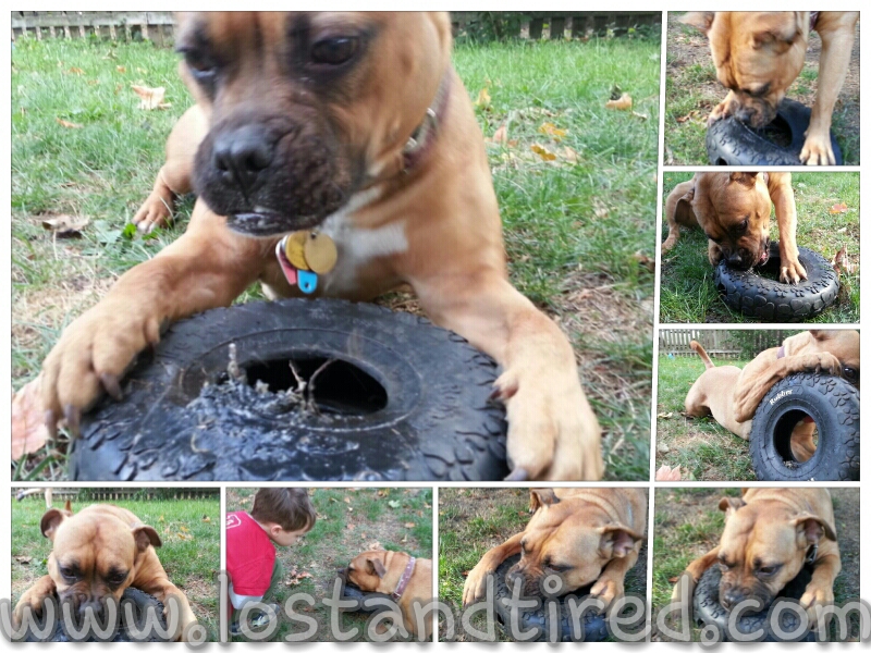 The gentlest of giants