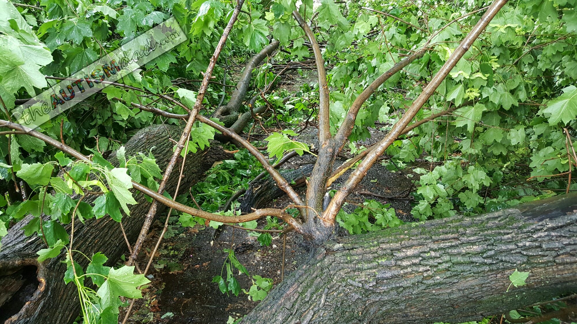 The pictures and videos from the freak storm that blasted us yesterday