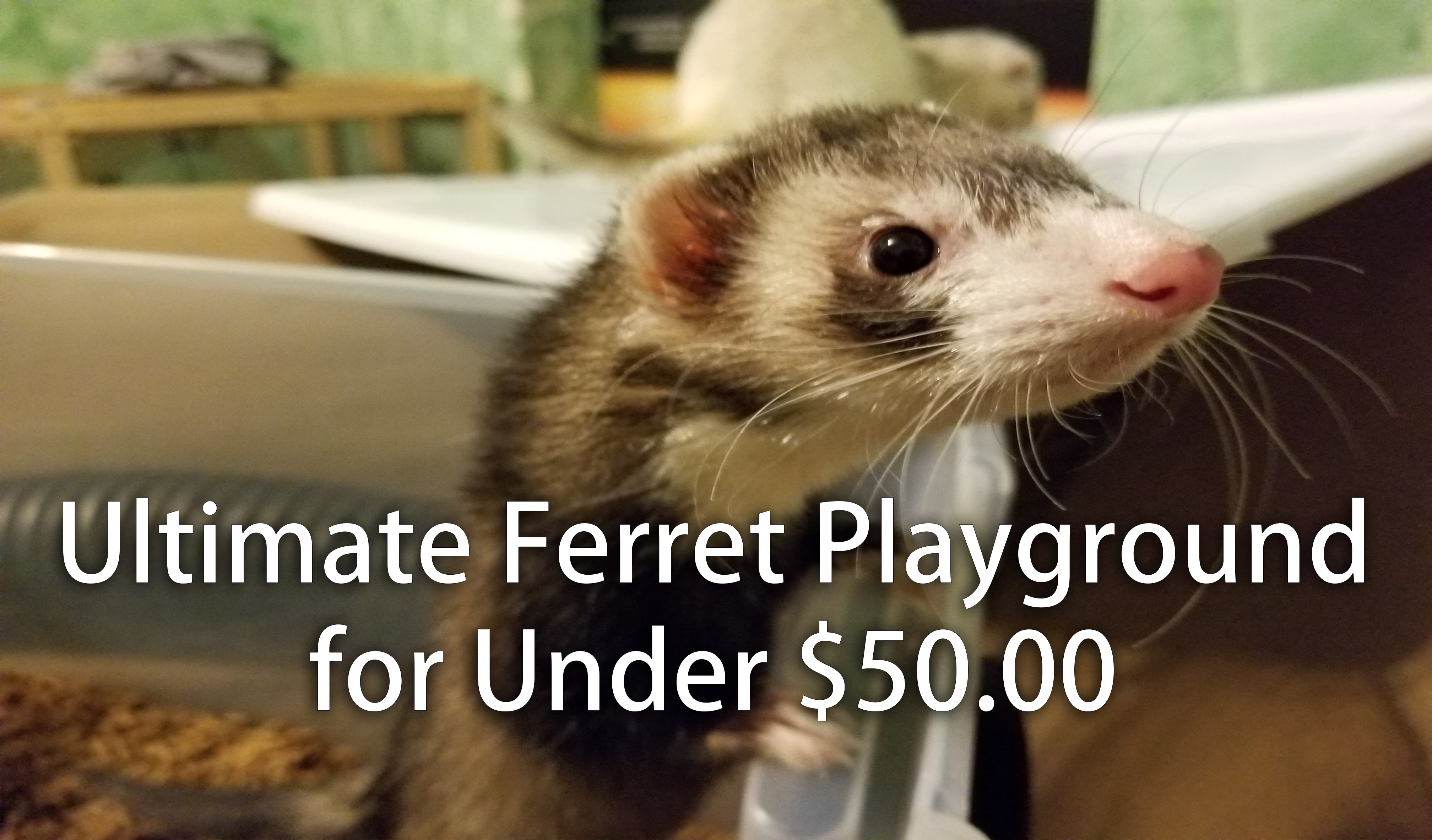 Ultimate Ferret Playground for Under $50