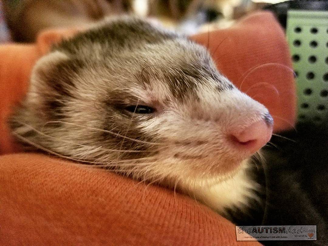 Our pseudo service ferret family