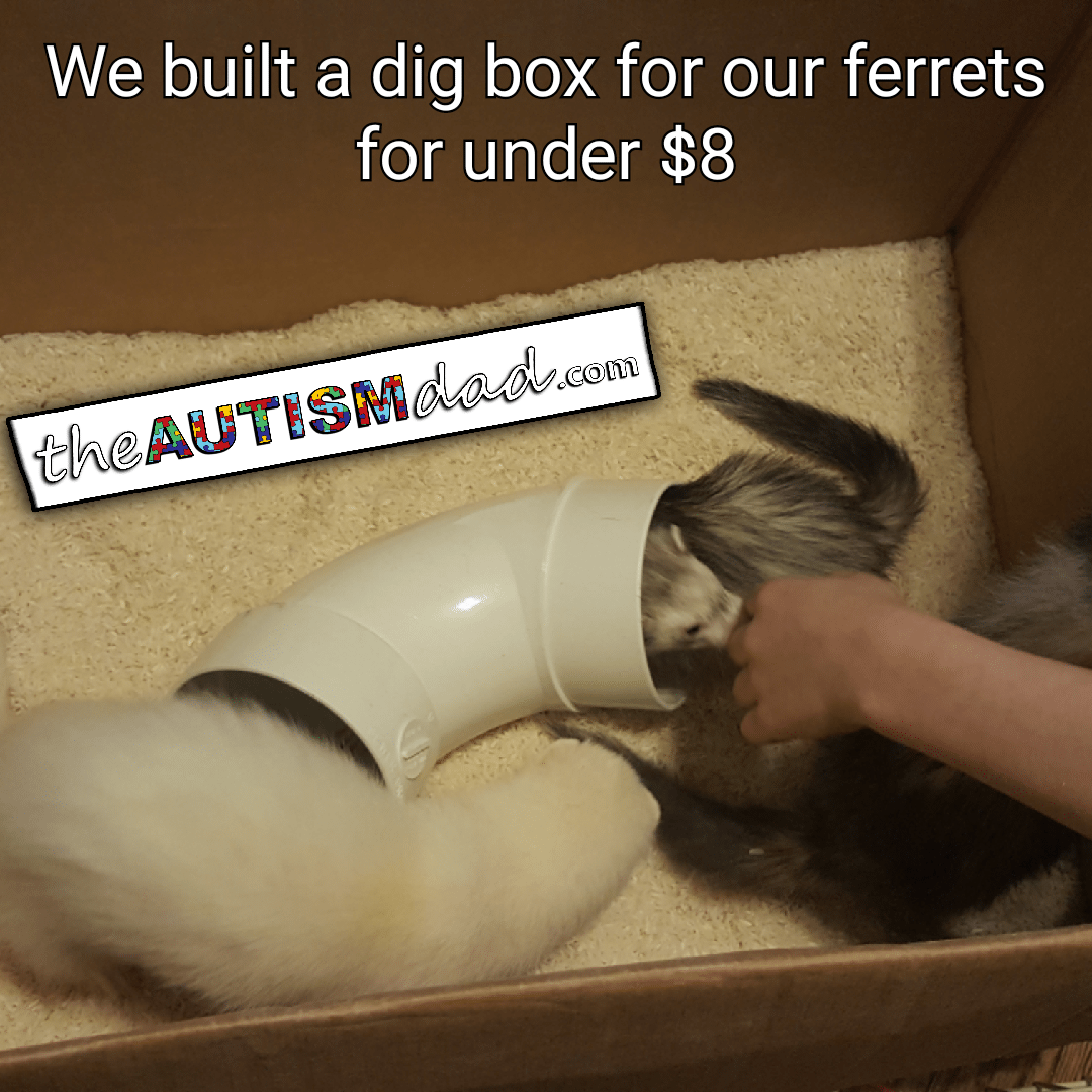 We built a dig box for our ferrets for under $8