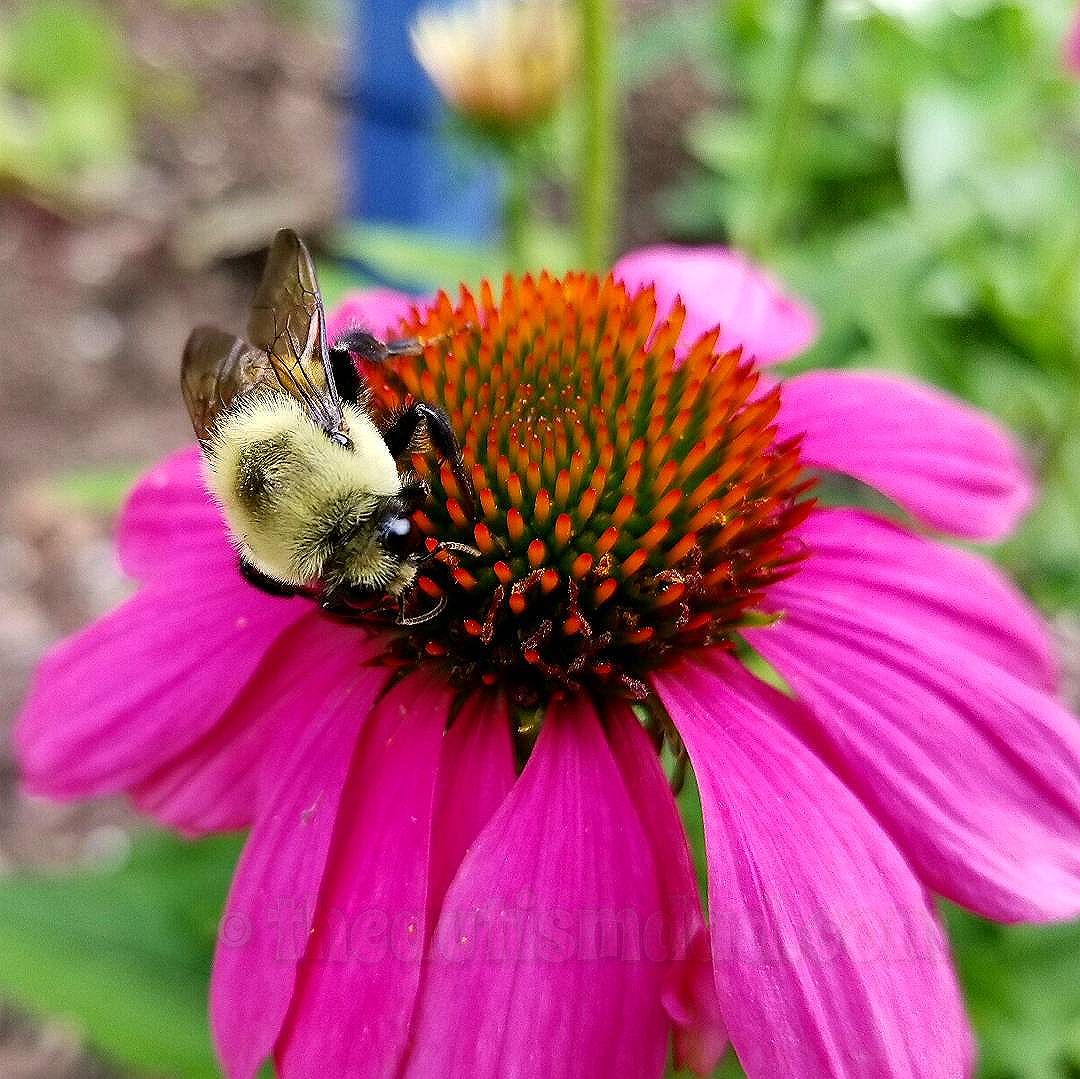 What do you think about this busy bee (Photography)